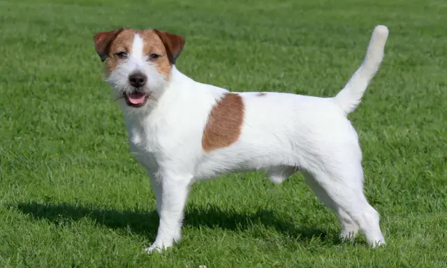 Wesoły jack russell terrier stoi na zielonej trawie, merdając ogonem.