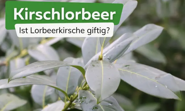 Kirschlorbeer: Ist Lorbeerkirsche giftig? Grüne Blätter einer Pflanze, die Fragen zur Giftigkeit aufwirft.