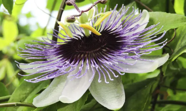 En magnifik passionsfrukt blomma med lila trådar och vita kronblad, omgiven av gröna blad.