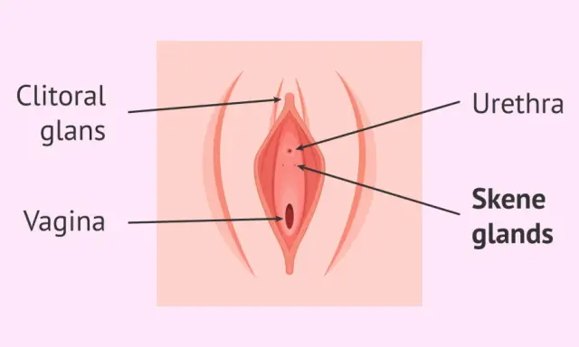 Anatomia kobiecej kobiecej prostaty (gruczołów Skene), cewki moczowej i pochwy.