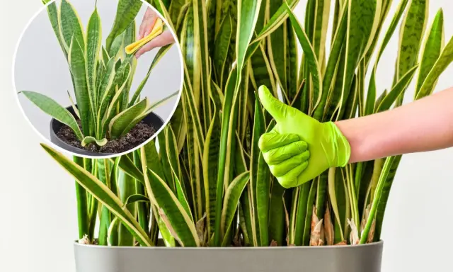 Pielęgnacja kwiatu sansewieria cylindryczna: czyszczenie liści i kciuk w górę.