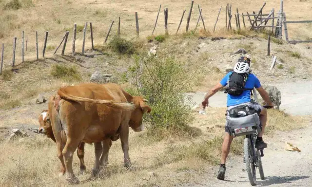 Ciclista in fuoristrada incontra mucche sull'Alta Via dei Monti Liguri MTB.