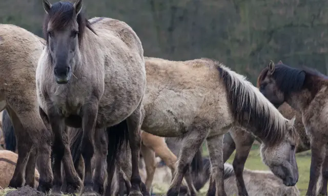 Eine Gruppe von Wildpferden steht auf einer grünen Wiese.