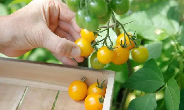 Main d'une personne récoltant des tomates cerises jaunes mûres, prêtes à être plantées ou consommées.