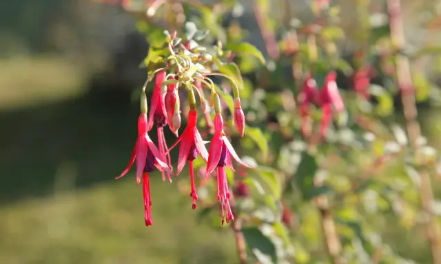 Grappe de fleurs de fuchsia en pot, aux pétales rouges vifs et pourpres, se balançant doucement.