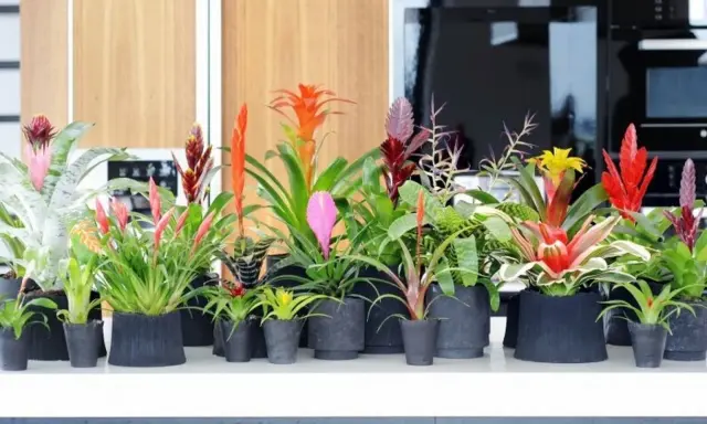 Rząd doniczek z najpiękniejszymi kwiatami egzotycznymi: bromeliami w odcieniach czerwieni, różu, pomarańczy i żółci.
