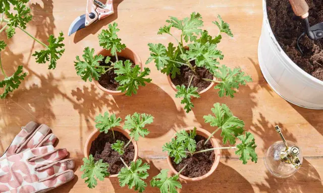 Gardening supplies and small potted geraniums ready for planting. This setup shows how to propagate geraniums with pruning shears, gloves, and a watering can.