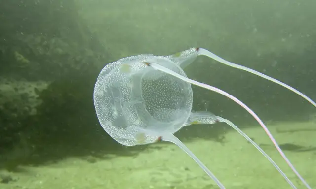 Un velum meduse trasparente, con puntini bianchi, fluttua nell'acqua verde, mostrando i suoi lunghi tentacoli rosa.