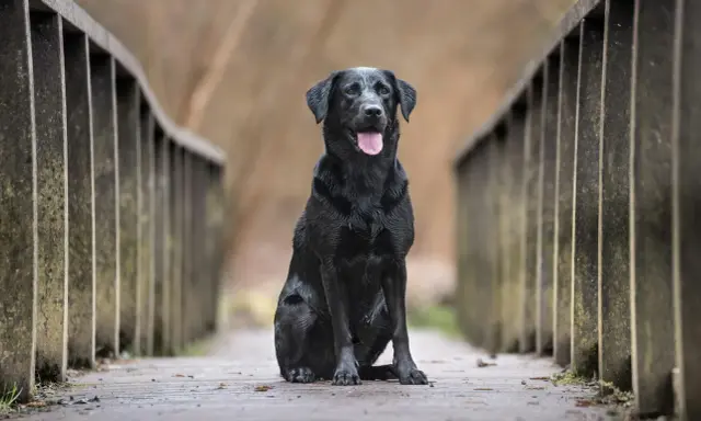 Czarny labrador siedzi na drewnianym moście. Zastanawiasz się, ile żyją labradory? Ten przyjaciel wygląda na zdrowego i szczęśliwego.