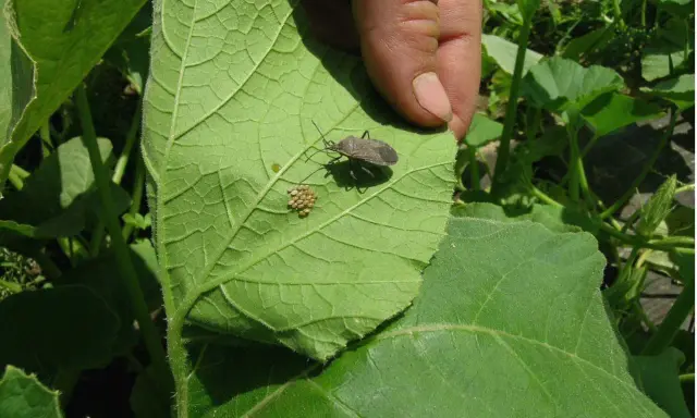 A hand points to a squash bug and its cluster of eggs on a large green leaf, showing how to kill squash bug eggs by removing them.