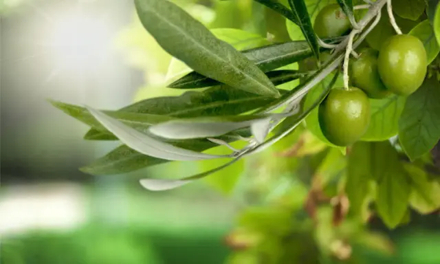 Branche d'olivier avec des olives vertes et une feuille d'olivier, baignée par la lumière du soleil.