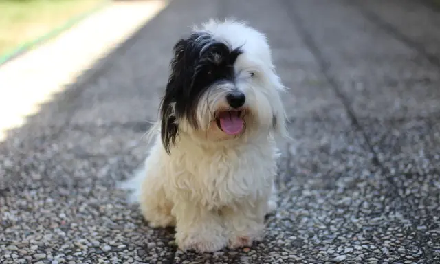 Uroczy coton de tulear z czarną łatką na oku siedzi na kamienistej ścieżce, dysząc z językiem na wierzchu.