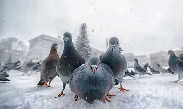 Un gruppo di piccioni si avvicina minacciosamente sulla neve, un'immagine che potrebbe scatenare la fobia dei piccioni.