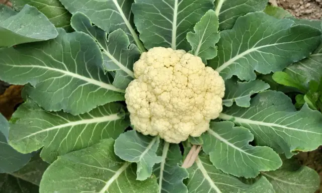 Gros plan d'un chou-fleur prêt à être récolté, entouré de ses grandes feuilles vertes. Un beau spécimen de planter choux fleur.