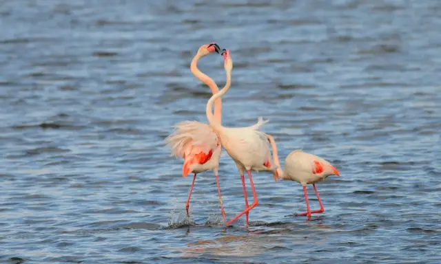 Flamencos en España, dos de ellos con cuellos entrelazados en un tierno gesto, se mueven en aguas tranquilas.