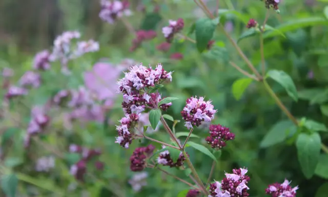 Vackra lila blommor på en ört som är perfekt att odla kryddor med.