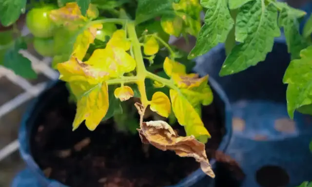 Un pied de tomate montre des feuilles jaunies et desséchées, signe de détresse.