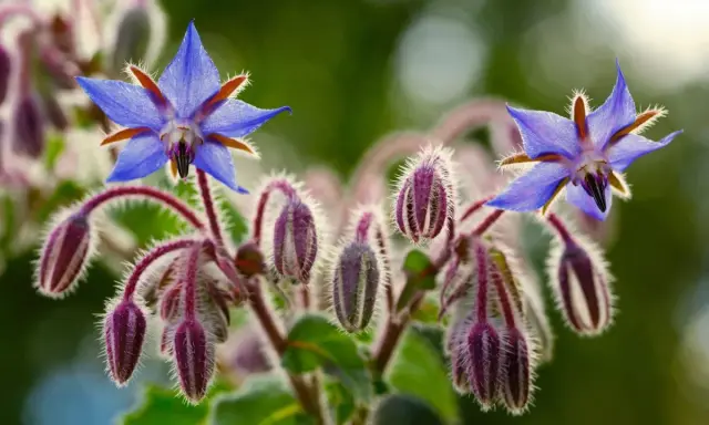 Fleurs bleues étoilées de bourrache, entourées de bourgeons velus pourpre. Le purin de bourrache est un excellent engrais naturel.