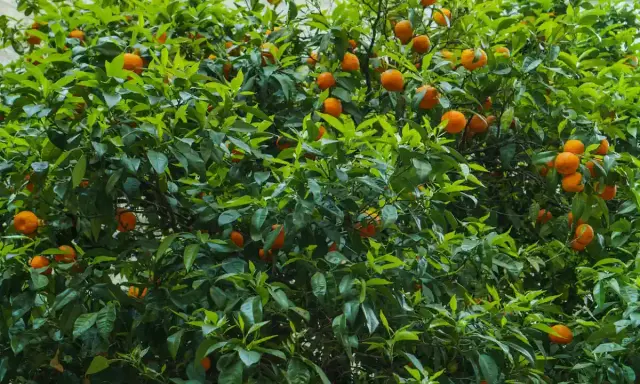 Un luxuriant mandarinier en pot, couvert de feuilles vertes vives et de nombreux fruits orange mûrs, promet une récolte savoureuse.