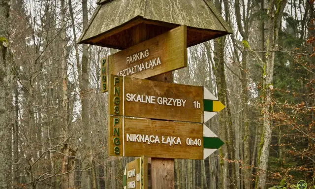 Drewniany drogowskaz w lesie wskazuje drogę do "SKALNE GRZYBY" (1h) i "NIKNĄCA ŁĄKA" (0h40).