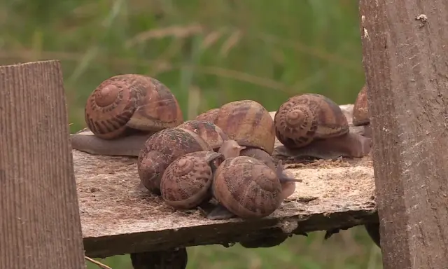 Un groupe d'escargots se repose sur une planche de bois. Ils semblent ignorer les méthodes de répulsif escargot naturel, se rassemblant joyeusement.