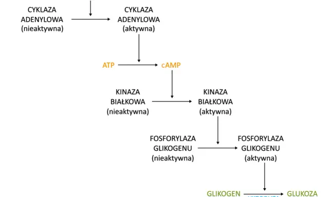 Schemat szlaku aktywacji glikogenolizy przez adrenalinę, prowadzącego do uwolnienia glukozy. Proces ten nie jest bezpośrednio związany z glukoneogenezą.