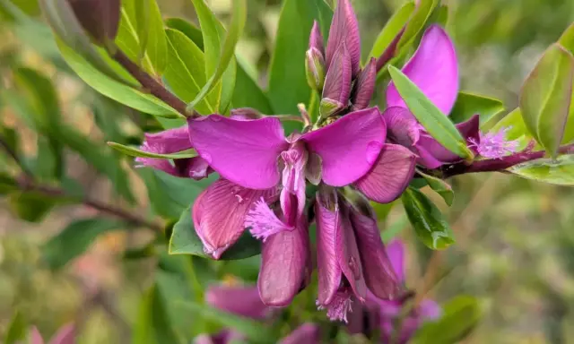 Fleurs de polygala myrtifolia, un arbuste facile d'entretien. Leurs teintes violettes apportent une touche de couleur.