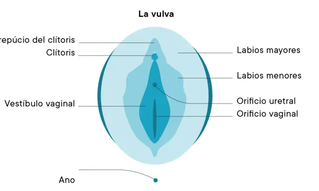 Diagrama de la vulva, mostrando el prepucio del clítoris, clítoris, labios mayores, labios menores, vestíbulo vaginal, orificio uretral y orificio vaginal.