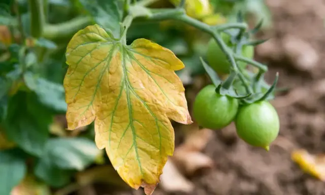 Feuille d'un jeune plant de tomate qui jaunit, contrastant avec les petites tomates vertes sur la tige.