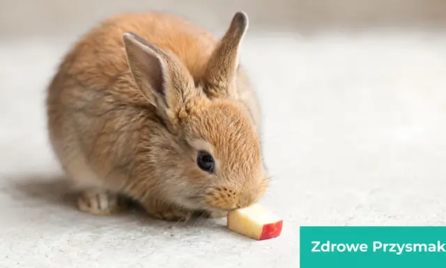 Mały, brązowy króliczek miniaturka zajada kawałek jabłka. To pokazuje, co jedzą króliki miniaturki, gdy dostają zdrowe przysmaki.