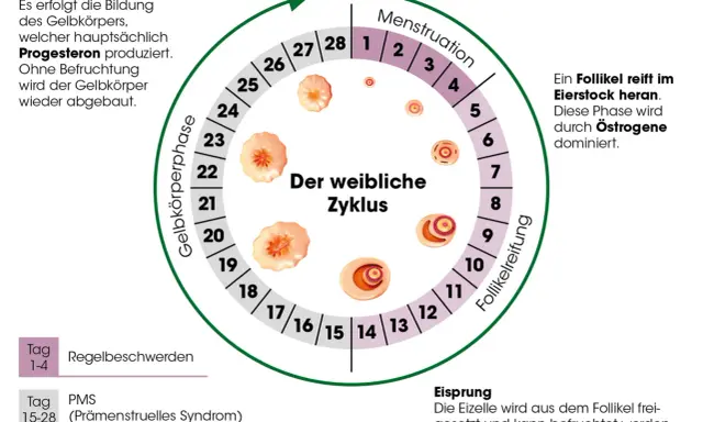 Der weibliche Zyklus: Menstruation, Follikelreifung, Eisprung, Gelbkörperphase. Rauchen kann die Periode beeinflussen.
