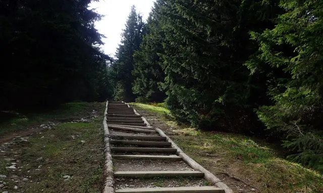 Długie, drewniane schody w lesie, jak gęsia szyja, wiodą w górę.
