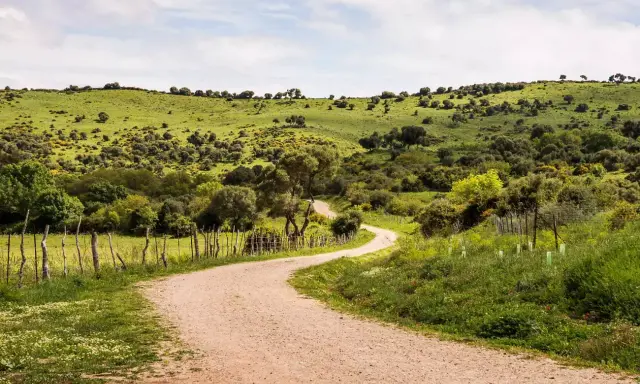 Camino de tierra serpentea por colinas verdes, ideal para rutas senderismo Cádiz.