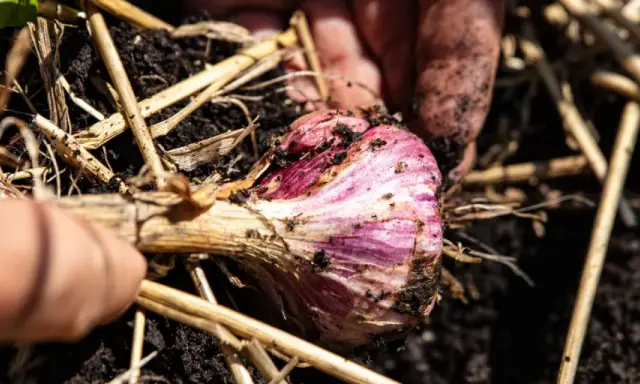Main d'un jardinier déterrant une belle tête d'ail violette, prête pour la récolte.