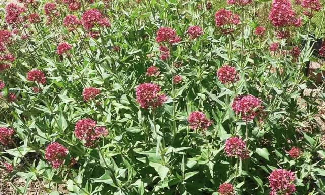 Un parterre de valériane des jardins toxique, aux fleurs denses d'un rouge profond, se déploie sous un soleil éclatant.