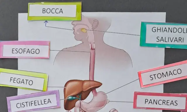 Lapbook apparato digerente: bocca, ghiandole salivari, esofago, fegato, cistifellea, stomaco e pancreas illustrati.