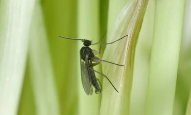 Mały czarny owad, ziemiórka, na zielonej łodydze. W jakiej temperaturze giną ziemiórki? Powyżej 30°C larwy zaczynają obumierać.