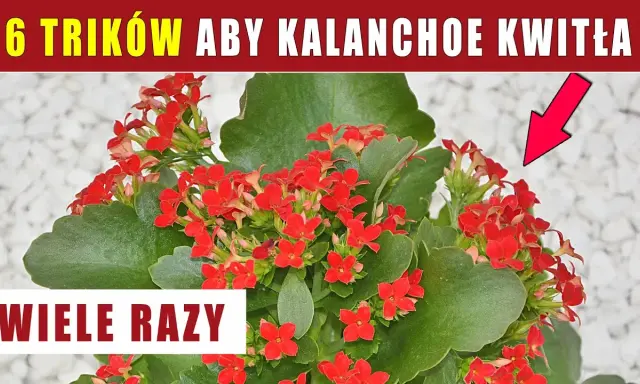 Kalanchoe: Jak przycinać dla zdrowia i kwiatów? Poradnik krok po kroku