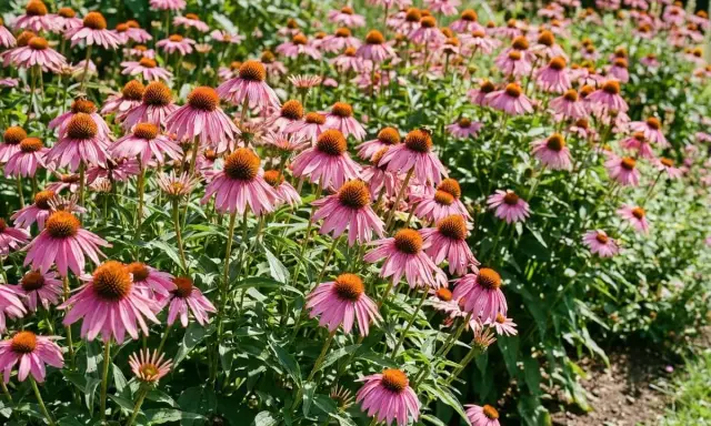 Un champ d'échinacées en pleine floraison, leurs pétales roses vibrants contrastant avec leurs cœurs orange. Un petit insecte butine sur une fleur.