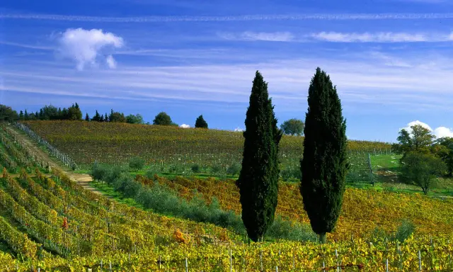 Un paesaggio collinare toscano con vigneti dorati e cipressi slanciati, perfetto per una gita fuori porta.