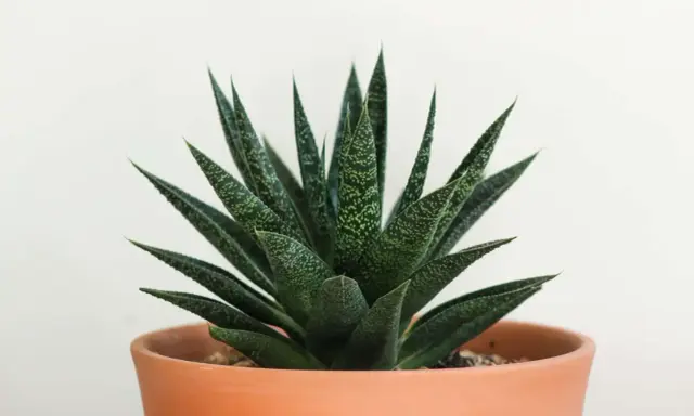 Zielony aloes w terakotowej doniczce. Czy aloes to kaktus? Nie, to sukulent, choć często mylony z kaktusem.