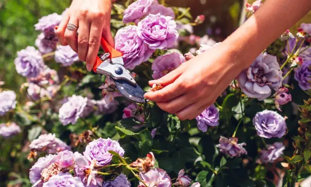 Hands using pruning shears to deadhead roses, removing spent blooms to encourage new growth.