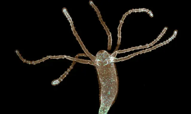 Hydra, małe robaki w akwarium, rozciąga swoje czułki.