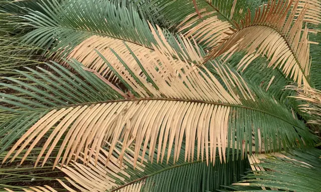 Feuilles d'un cycas revoluta extérieur, certaines vertes et d'autres jaunies, créant un contraste saisissant.