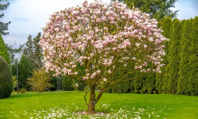 Kwiaty magnolii na tle zieleni – jedne z najpiękniejszych drzew do ogrodu. Płatki opadły na trawę, tworząc dywan.