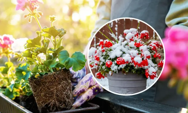 Kiedy sadzić pelargonie? Wiosną, gdy minie ryzyko przymrozków. Unikaj sadzenia w śniegu, jak na zdjęciu!