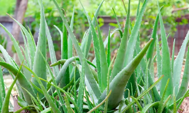 Un folto gruppo di piante di aloe vera, note per i loro benefici per la pelle, con foglie verdi carnose e bordi seghettati.