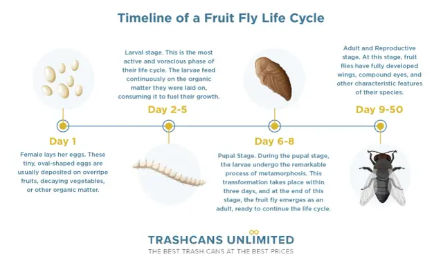 Timeline of a fruit fly life cycle: eggs, larvae, pupa, and adult fly. This shows the complete transformation from tiny eggs to a mature insect.