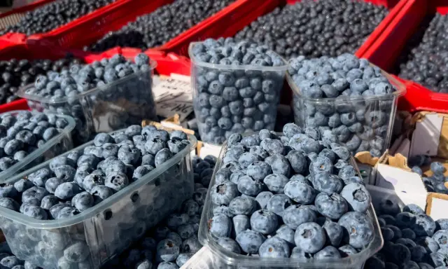 Mnóstwo borówek amerykańskich w plastikowych pojemnikach i czerwonych skrzynkach. Pamiętaj o borówka amerykańska przeciwwskazania, jeśli masz problemy z krzepliwością krwi.