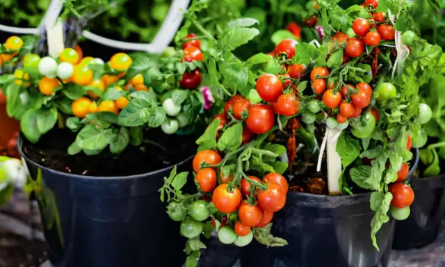 Pots overflowing with ripe red and green tomatoes, showcasing how to grow tomatoes in pots for a bountiful harvest.